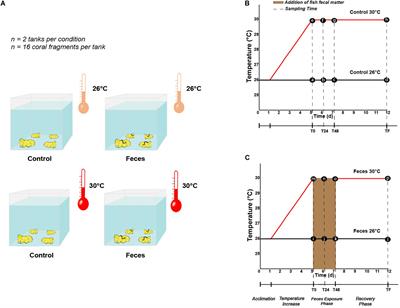 Thermal Stress Interacts With Surgeonfish Feces to Increase Coral Susceptibility to Dysbiosis and Reduce Tissue Regeneration